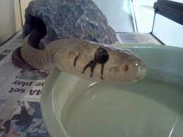 Black Tail Cribo Dream Snake Snake Reptiles
