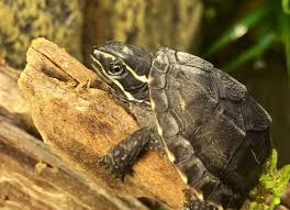 The loggerhead musk turtle (sternotherus minor) is a species of turtle in the family kinosternidae. Musk Turtle Care Sheet Reptile Centre