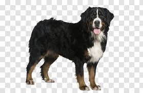 To ensure your dog will get the nutrients he needs to thrive, choose a high quality canine appropriate food. Bernese Mountain Dog Golden Retriever Australian Shepherd Cattle Puppy Purebred Transparent Png
