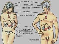 8 ideas de Sistema endocrino | sistema endocrino, hormonas, sistema nervioso