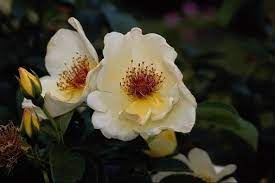 صورة وردة بيضاء اللون photo hd photo flowers plants