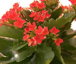 Illustrated On The Succulent Plant Page Kalanchoe Blossfeldiana Planting Succulents Plants