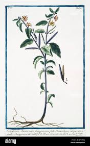 Image result for Melochia corchorifolia