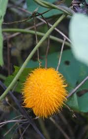 Image result for Momordica foetida