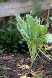 Kohlrabi Vorziehen Aussaat Und Anzucht So Gelingt Es