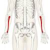 The radius bone is a long horizontal bone present in the forearm and is also called the radial bone. 1