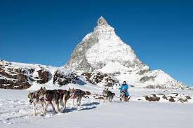 Das geheul des husky kündigt schon seine vorfreude auf diese schlittenfahrt an. Husky Schlittenfahrten Vor Dem Matterhorn Zermatt Schweiz