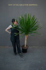 Image result for dracaena