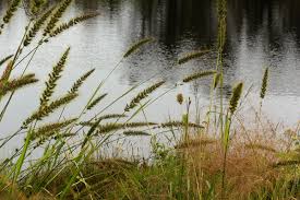 Image result for Setaria grandis