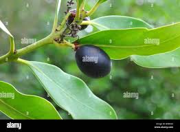 Image result for Acokanthera schimperi