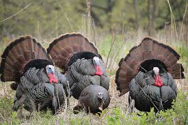 For the bird, see turkey (bird). Wild Turkey Pozole Backcountry Hunters And Anglers