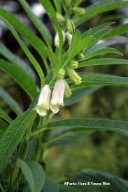 Image result for Sesamum angolense