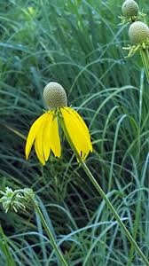 Image result for Cineraria pinnata