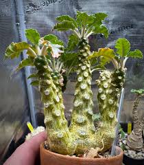 Image result for Dorstenia schliebenii