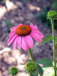 June 7 1886 H C F Meyer Sent A Dried Echinacea Purpurea Plant To The Lloyd Brothers Pharmacists As Part Of His Efforts T Amazing Gardens Plants Annual Plants