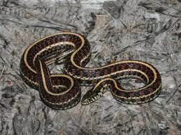 Plains Garter Snake Thamnophis Radix Reptiles And Amphibians Of Iowa Snake Reptiles And Amphibians Amphibians