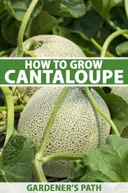 Jun 27, 2010 · how to tell if a cantaloupe is ripe look it over: How To Grow Cantaloupe Gardener S Path