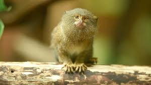 Chosen for their intelligence and companionship, it is for these characteristics that a primate is a both challenging and rewarding pet. Monkey Mania World S Smallest Monkey Cgtn