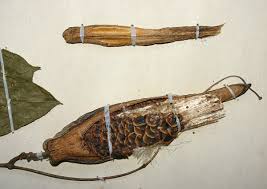 Image result for Telosma africana