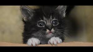 Explore 34 listings for oriental kittens for sale at best prices. Kittens Looking For New Home After Rescue From Brookside Park Wthr Com