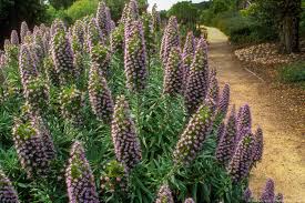 Image result for Echium