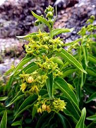 Image result for Vincetoxicum stenolobum