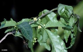 Image result for Harrisonia