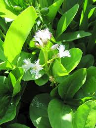 Image result for Menyanthaceae