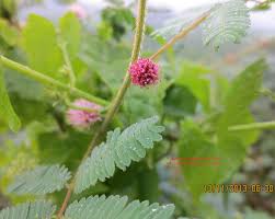 Image result for Mimosa diplotricha