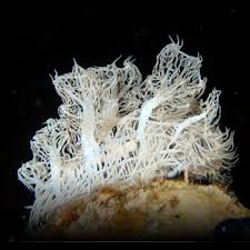 Image result for Melinis ambigua