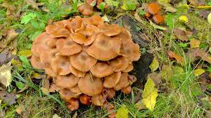 Letztes jahr habe ich sie 2 cm tief ausgestochen, worauf sie an diesen stellen nicht mehr auftauchten. Pilze Video Pflegehinweise Gartnertipps Und Weitere Informationen Zu Pilzen Auf Gartennatur Erleben