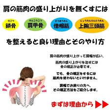 肩の筋肉の盛り上がりを無くすには鎖骨 肩甲骨 僧帽筋 上腕三頭筋を整えると良い理由とそのやり方 肩 筋肉 背中 トレーニング 三頭筋