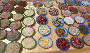 For many, ordering marijuana seeds online is the only choice they have. The New Humanitarian Seed Banks Help Zimbabwe S Farmers Tackle Climate Change