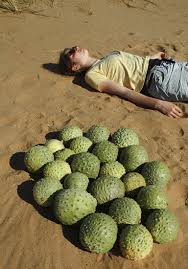 Image result for Cucumis kalahariensis