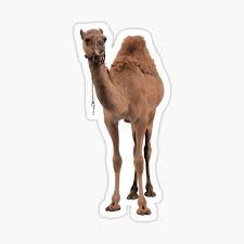 The best memes from instagram, facebook, vine, and twitter about beast of burden. Camel Love Gifts Merchandise Redbubble