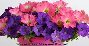 Pin On Floral Beauty