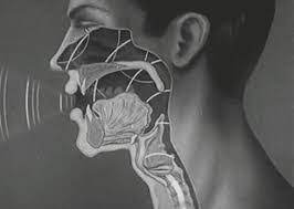 Konuşmanın temel öğesi sestir ve insan sesi de titreşim sonucu oluşur. Ses Nasil Olusur Ses Nasil Yayilir Egitimtr Net