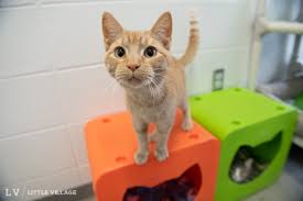 While there are many sources offering pets private for adoption throughout the usa and canada, one of the best ways to find the pet of your dreams is through our private pet rehoming service, where we showcase pets for adoption by owner. Iowa City Animal Center Encourages Donations To Their Pet Food Pantry Little Village