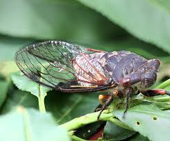 You'll know that you have springtails when you see large groups of small dark insects that jump. Bugs Insects