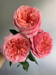 If you're giving a gift to be displayed in an office or hospital room, make sure that your bouquet also comes with a vase, since the recipient may not have. Pink Xpression Roses Pink Flower Arrangements Beautiful Flowers Best Flower Wallpaper