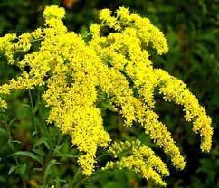 Pin On Deer Resistant Flowering Plants