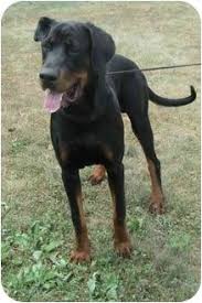 Black And Tan Coonhound Mixed With Rottweiler Great Dane Rottweiler Mix Rottweiler Great Dane Mix Dog For Adoption In Clayton New Jersey Animales Y Mascotas Mascotas Animales