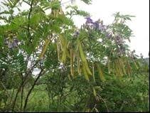 Image result for Tephrosia vogelii