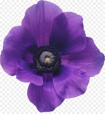 Use a bold purple and black background, and decorate with silver stars. Wedding Flower Background Png Download 1000 1074 Free Transparent Anemone Coronaria Png Download Cleanpng Kisspng