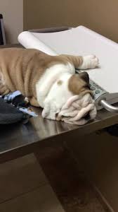 Kirby warren to retire after 43 years of dedicated service to the arlington pet community. Arlington Veterinary Hospital Home Facebook