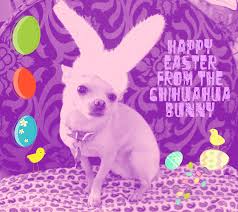 The Chihuahua Bunny strikes again!
