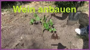 Wein, wasser in der nacht gibt es im garten frost. Weinreben Pflanzen Im Garten Wein Anbauen Weintrauben Einpflanzen Anbauen Standort Youtube