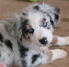 Blue eyes australian shepherd puppy. Mini Australian Shepherd Blue Merle Novocom Top