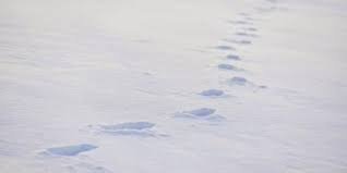 Final dimensions (width x height): Footprints In The Snow Lead To An Emotional Rescue Outdoors Unionleader Com