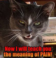 It S Scary How Much This Looks Like My Cat Snickey Though He S The Complete Opposite Of This Cat In Disposition Lol Funny Cat Photos Cats Evil Cat